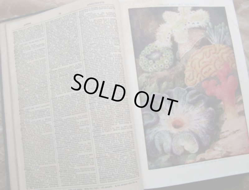 画像3: ★STEP2★洋古書　THE CONCISE ENGLISH DICTIONARY ロンドン (3)