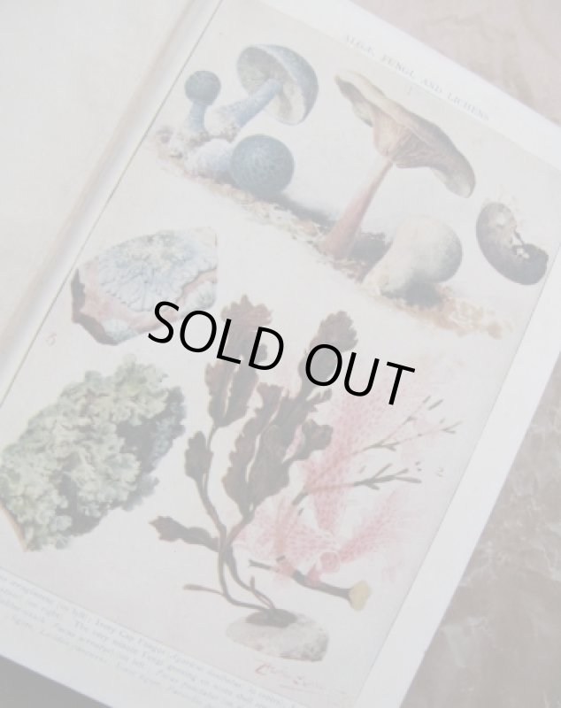 画像2: ★STEP2★洋古書　THE CONCISE ENGLISH DICTIONARY ロンドン (2)