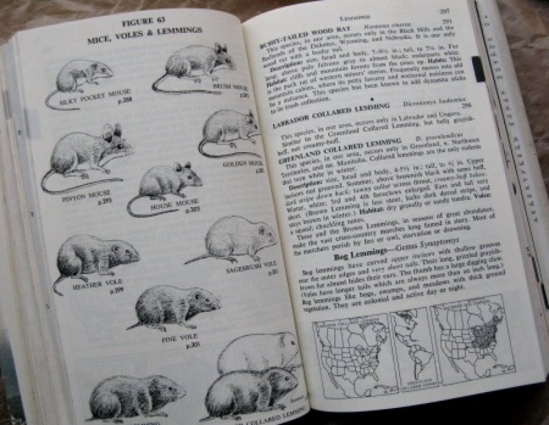 画像4: ★STEP2★洋古書　FIELD GUIDE TO AMERICAN WILD LIFE  ニューヨーク (4)